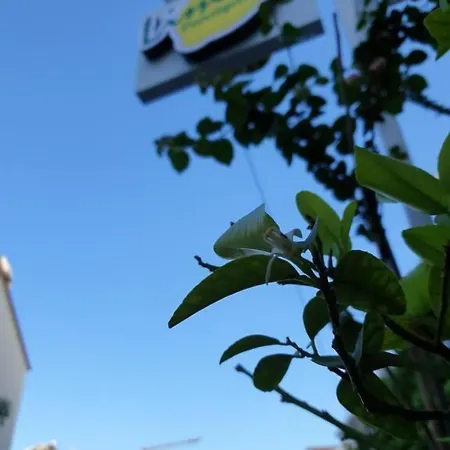 Limon 酒店 卡斯