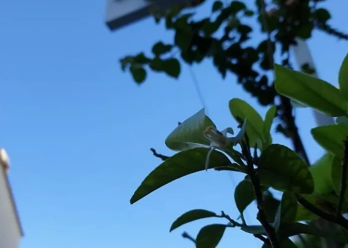 Limon فندق كاس